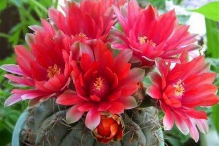 绯花玉有花苞可以施肥吗绯花玉怎么施肥合适