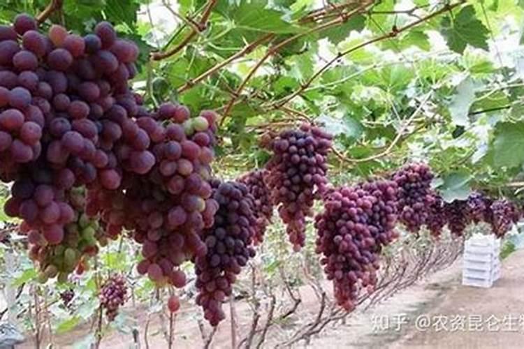 葡萄树施那种肥料好