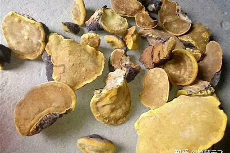 种植桑黄方法