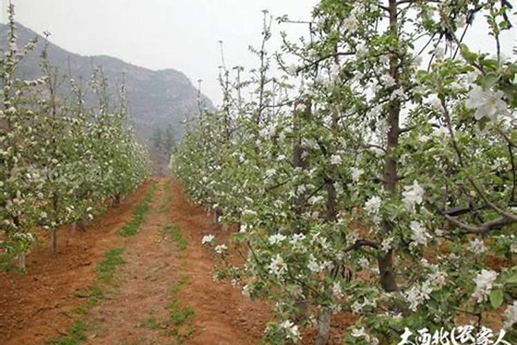 苹果树喷什么叶面肥好