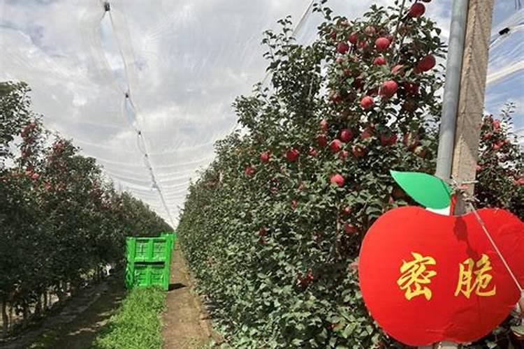 叶面肥使用的误区有哪些？ 苹果专用杀蚜剂:1.3%苦参碱