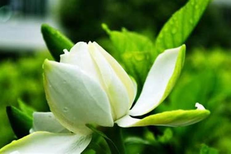 栀子花到了花期不开花的原因,怎么促使开花