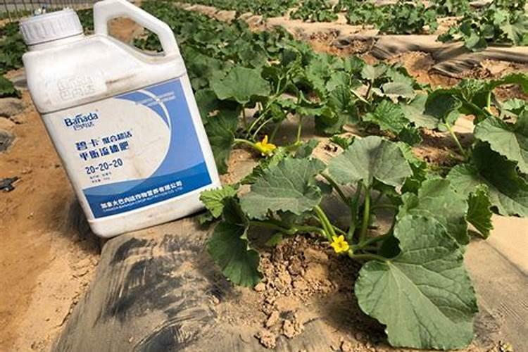 膨果期钾肥和钙肥可一起冲施吗