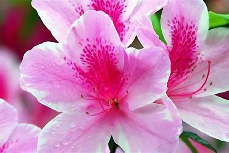 杜鹃花施什么肥最好