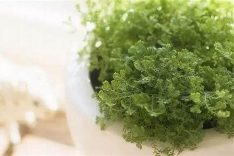 氮磷钾肥分别有什么作用