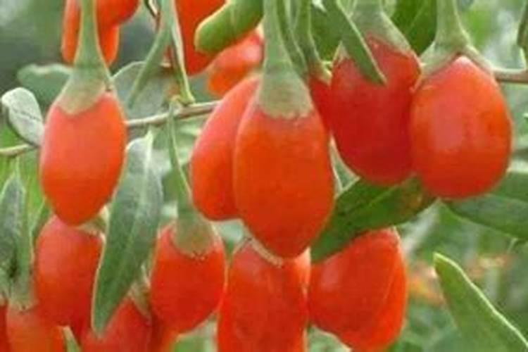 黑枸杞树种植方法
