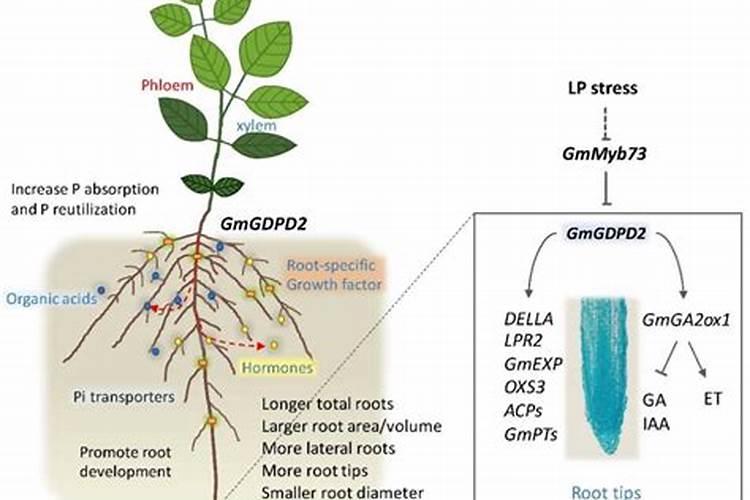 大豆开花后用哪些肥料比较好