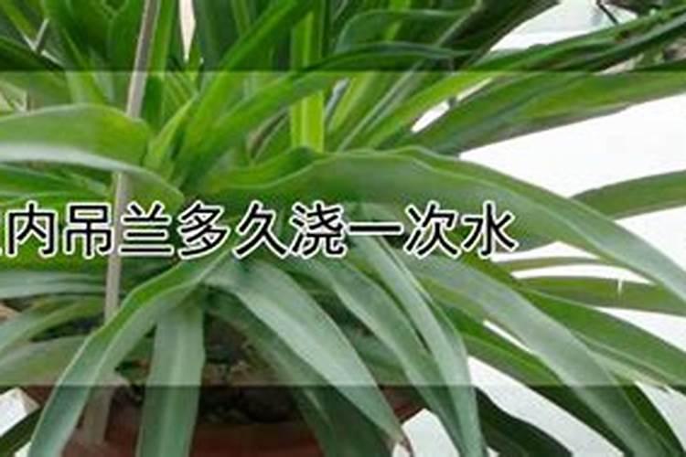 吊兰什么时候施肥最好