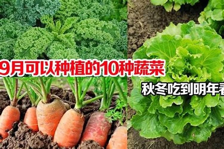 鱼蛋白对植物的作用