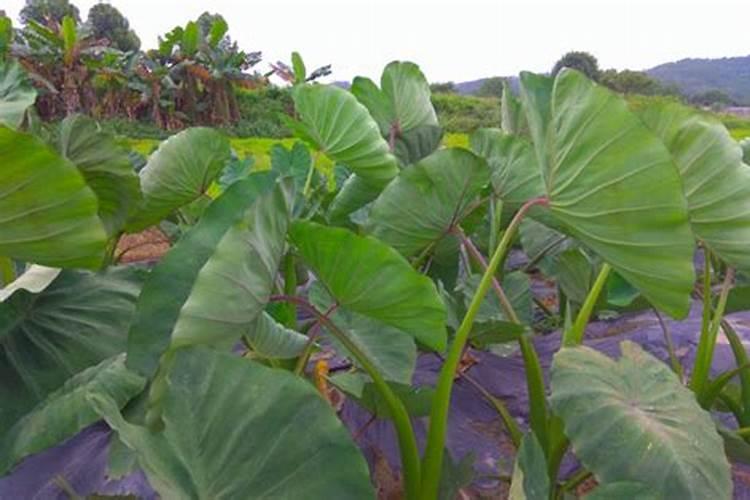 芋头什么时候施肥能高产量(芋头使用肥料名称及施肥时间)
