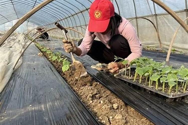 黄瓜什么时候追肥合适 高产追肥方法