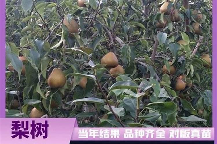 硼砂,硫酸锰,硫酸铜,硫酸锌与氮磷钾混合用吗
