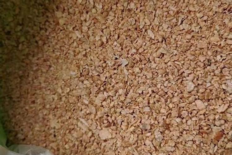 秋天如何给月季施豆粕肥料？