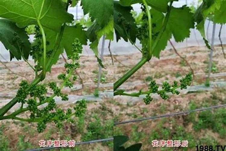 生活中哪些是有机磷钾肥