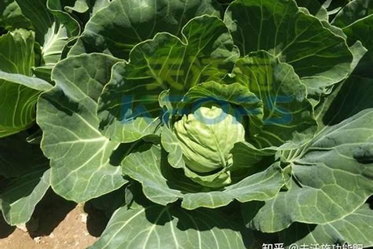 西兰花追肥用什么肥料好