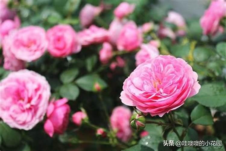 月季花最佳施肥时间是哪时候 月季花什么时候施肥好