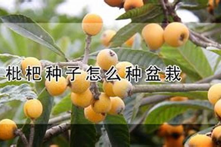枇杷用什么肥料更甜