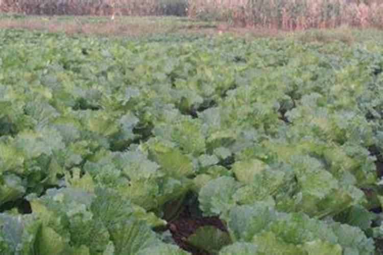 大白菜怎样施肥要点与技术