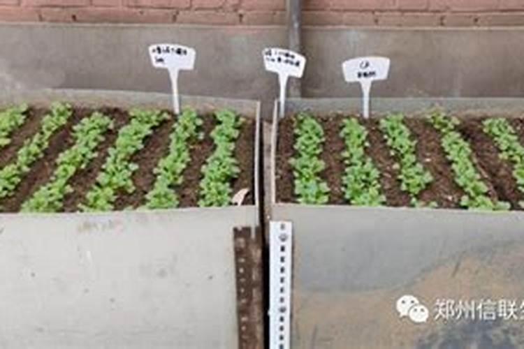 种植大白菜怎样施肥才产量高(种大白菜需要什么底肥)