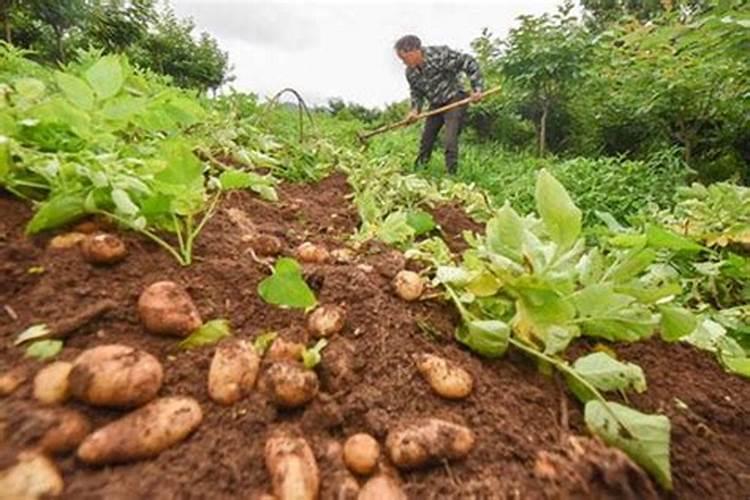种洋芋用什么肥料好 用这些肥料种洋芋来年大丰收