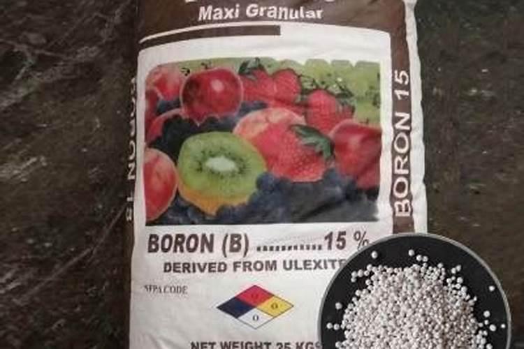 为什么法国、比利时黑豆种植面积非常少？