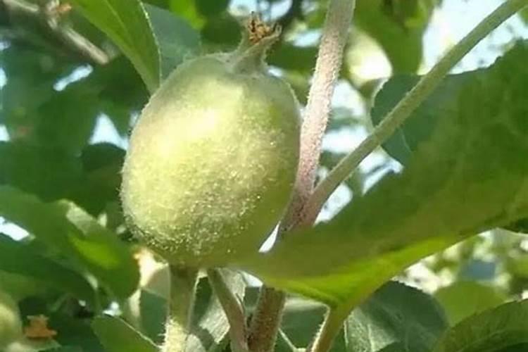 苹果怎么施肥结果多？用什么肥料能增产？施什么肥料增甜上色效果好？