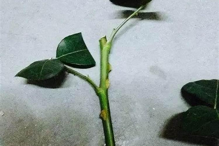 月季的扦插方法？月季怎么养可以开花更久？