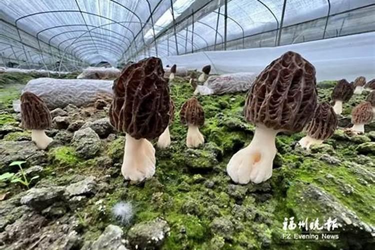 杨雀菌种植技术视频