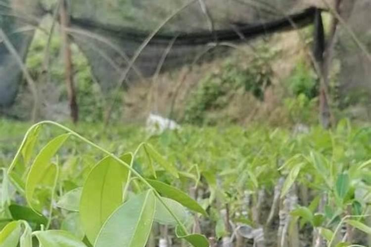 奇楠沉香怎么种植