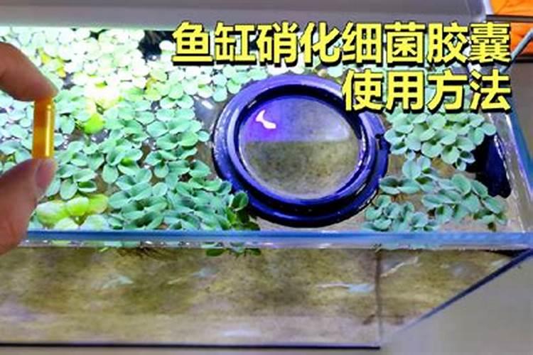 什么叫硝化细菌