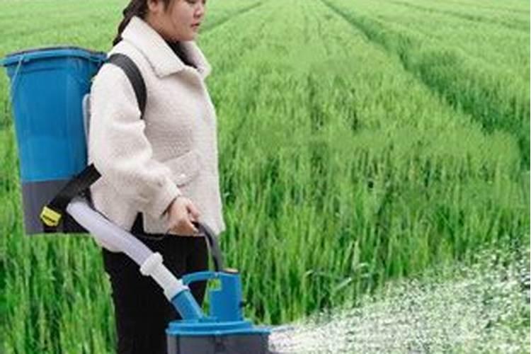 水溶肥可以不兑水用吗 水溶肥料兑水比例是多少