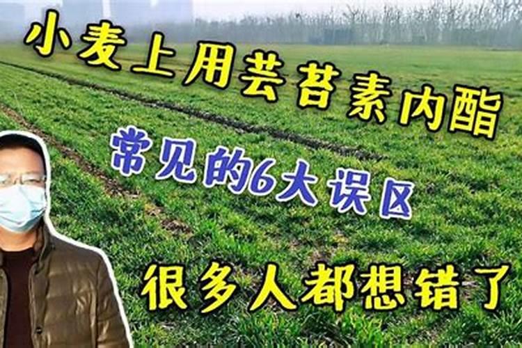 小麦加芸苔素怎么用