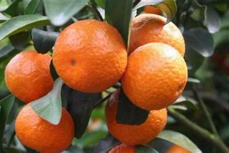 作物膨果期,膨果肥用什么最好？