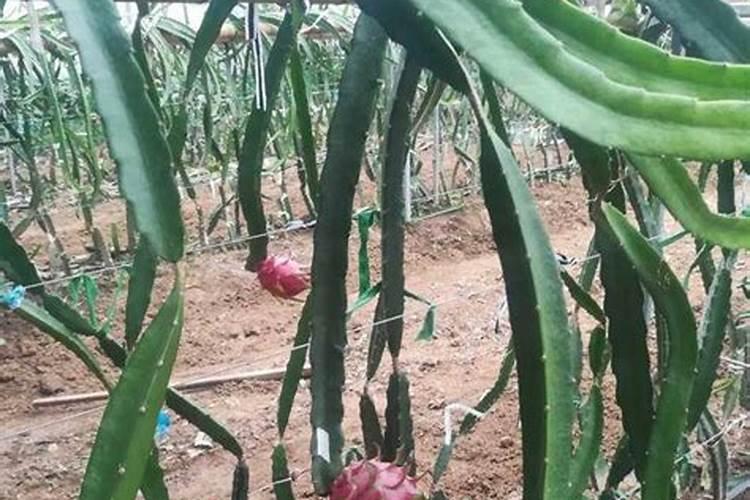 火龙果能使用芸苔素内酯吗？使用芸苔素内酯都有哪些作用？