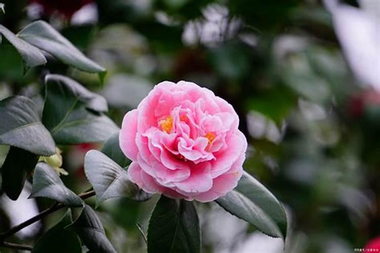 养护茶花期间,什么时候才能喷施磷酸二氢钾？