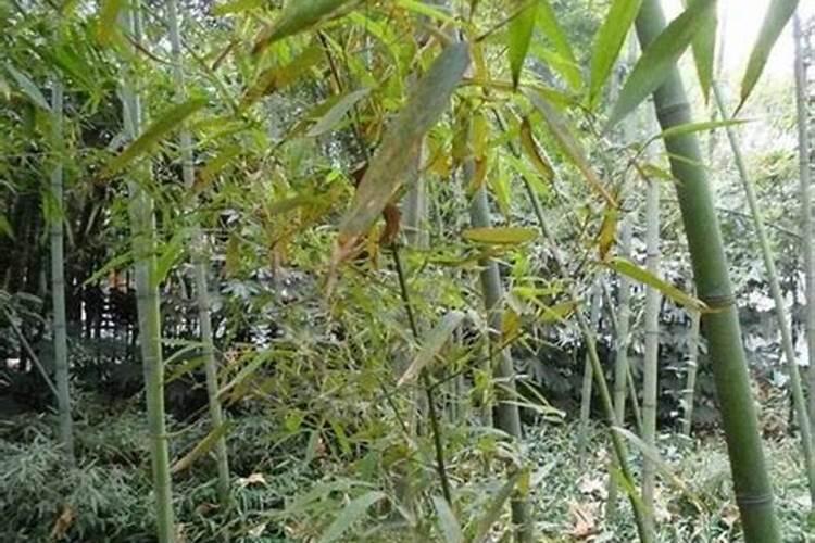 大栅蔬菜如何种植技术