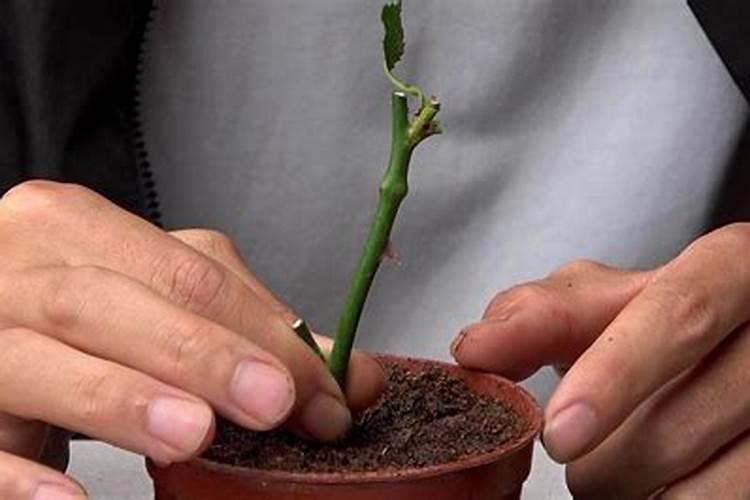 月季花施肥需要注意什么