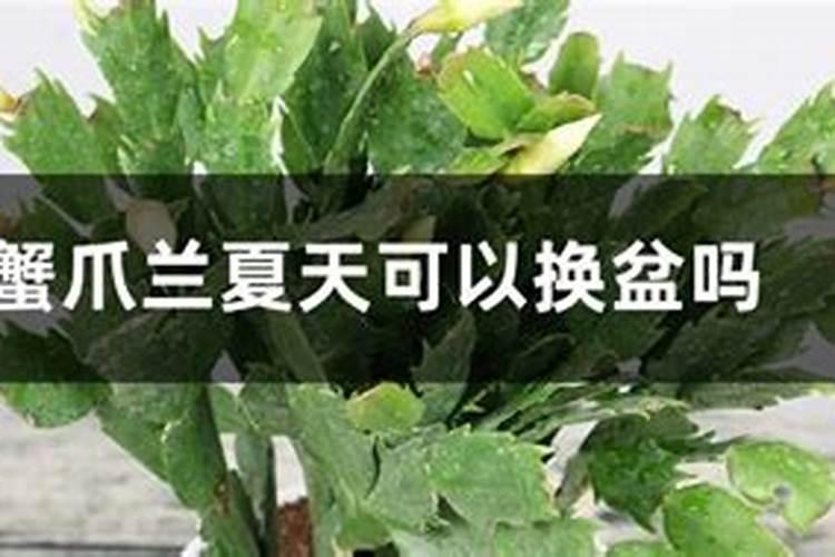 蟹爪兰夏季养护重点,如何防止蟹爪兰烂根