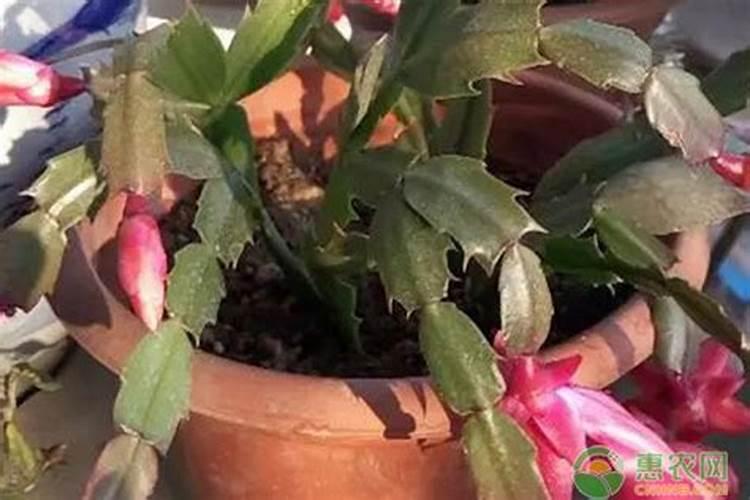 蟹爪兰用什么肥料最好？