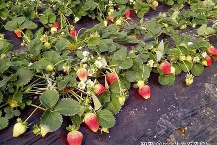 草莓施什么肥料较甜