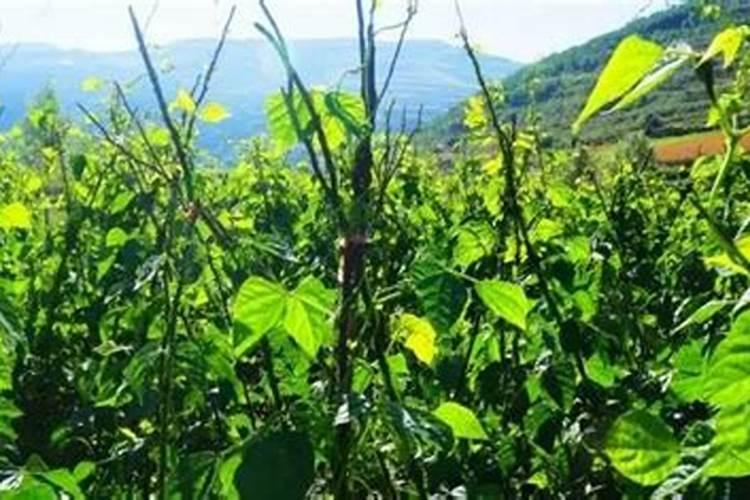 给小麦用叶面肥有需要注意的问题吗？