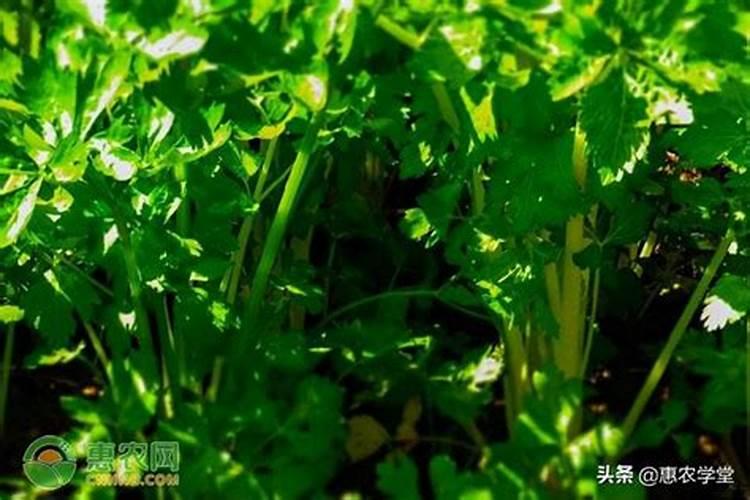 芹菜施什么肥长得好