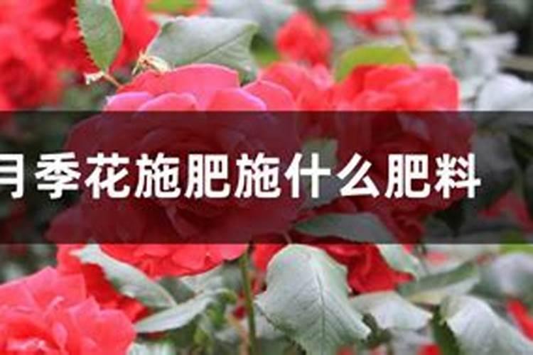 月季花施什么肥料好
