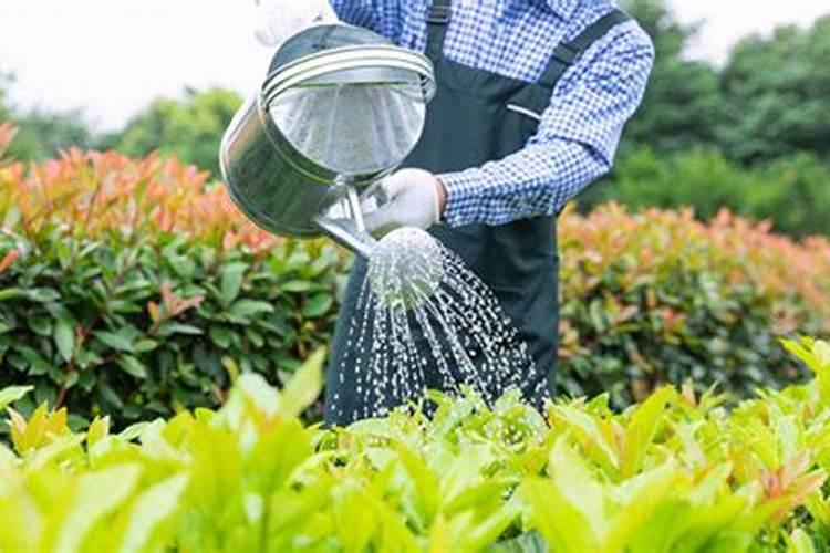 怎样用磷酸二氢钾给花施肥