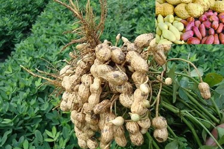 花生幼苗可以喷叶面肥吗 使用什么肥料好