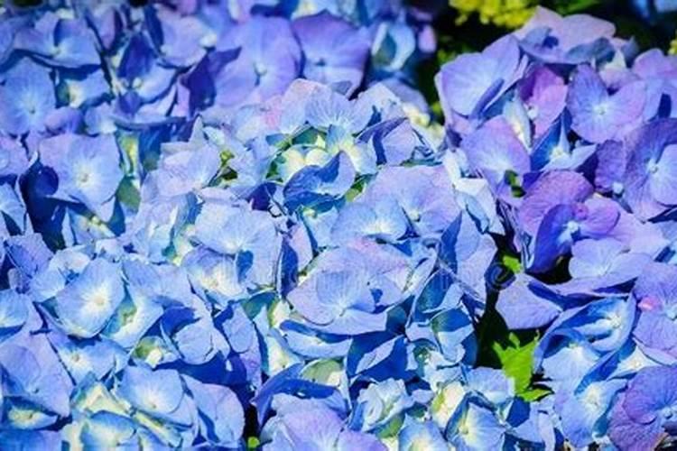绣球花施肥时间和方法