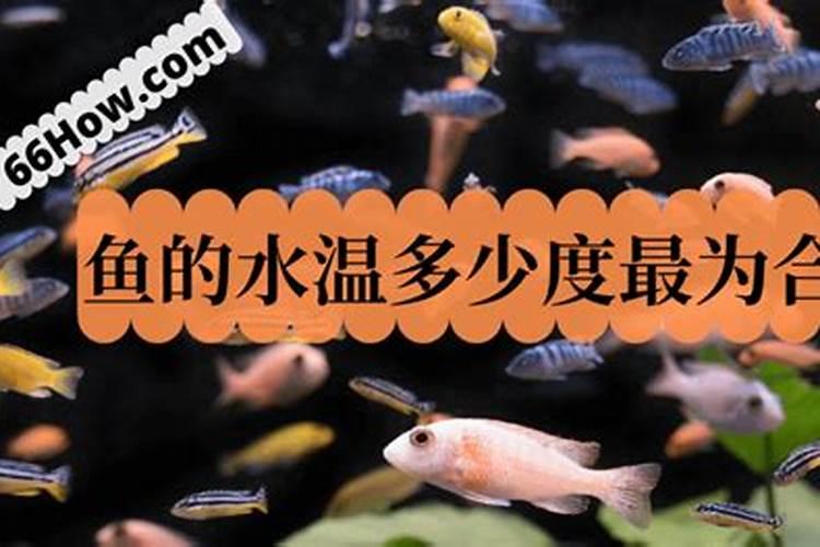鱼蛋白的做法都有什么呢？