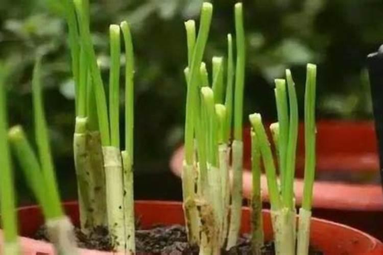 花生专用复合肥能不能种大祘？