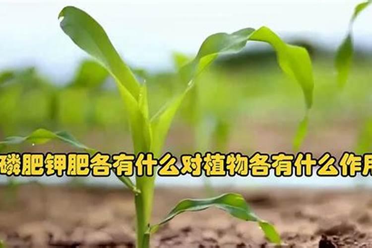 油菜后期施什么肥高产