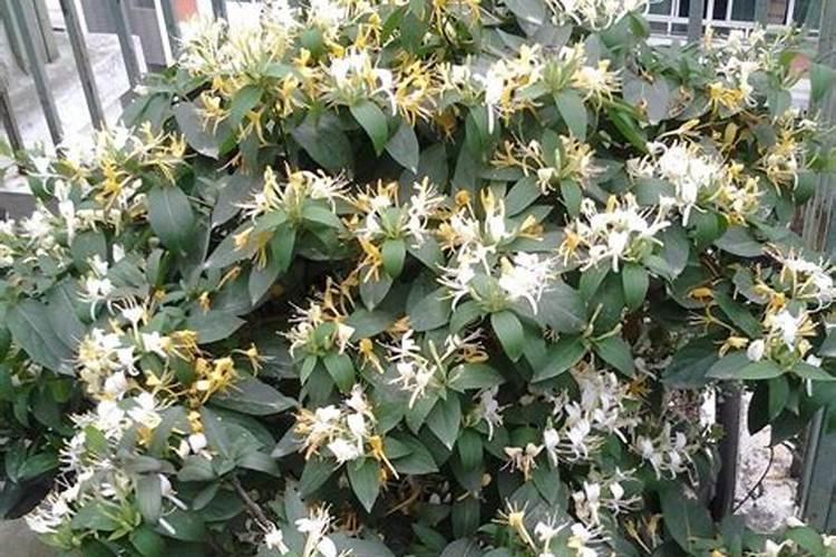 庭院植物栽植施肥生长势特性要注意什么 如何给庭院植物栽植施肥